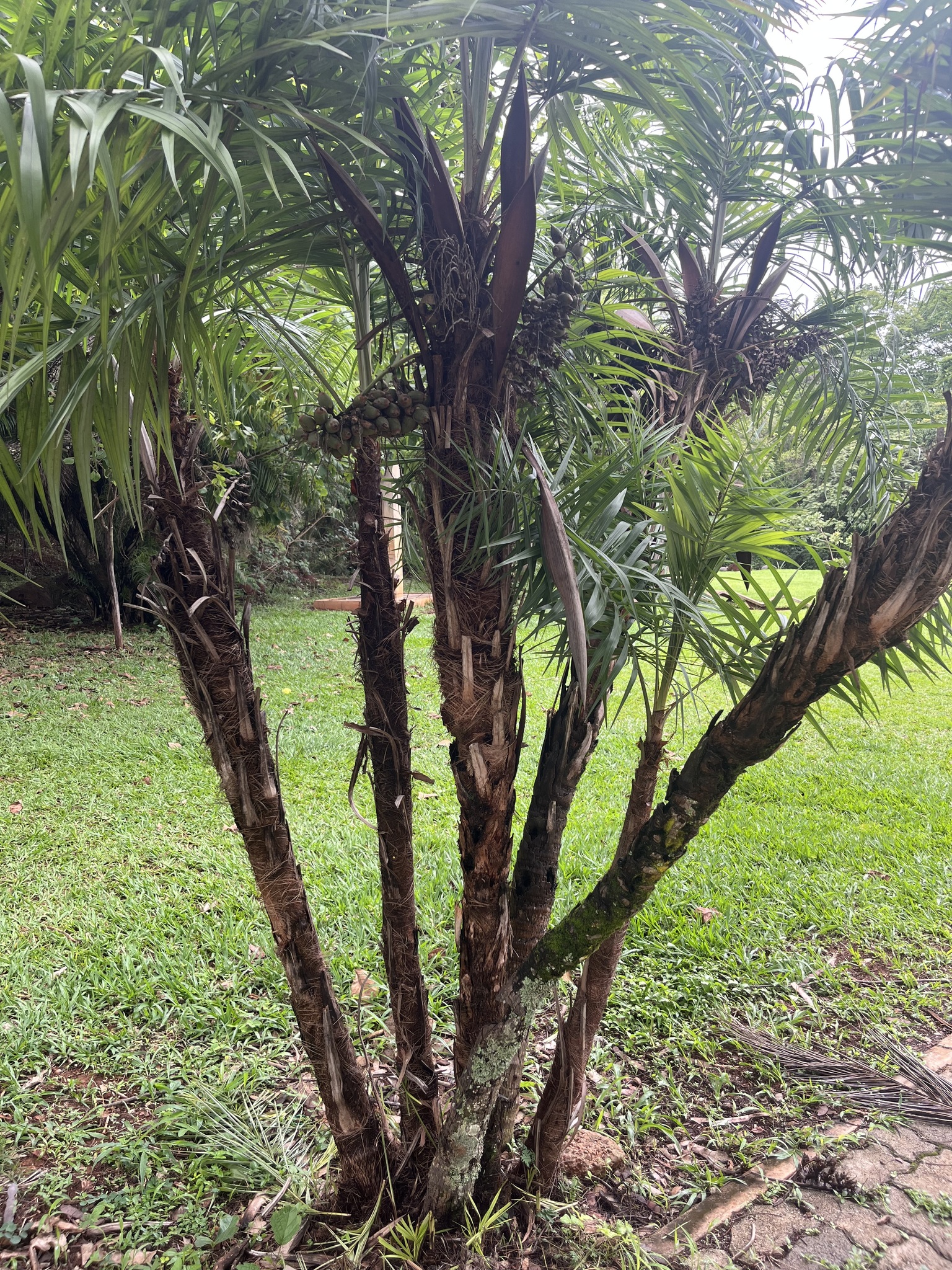 Imagem de Syagrus flexuosa (Mart.) Becc.