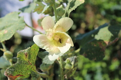 Chlorophorus trifasciatus