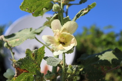 Chlorophorus trifasciatus