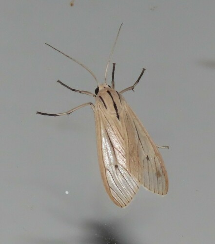 Agaraea semivitrea photo 5