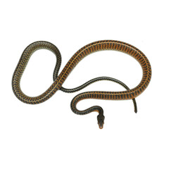 Keelback Snake photo 2