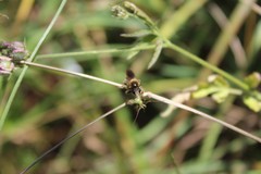 Choerades fuliginosa