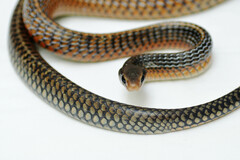 Keelback Snake photo 4