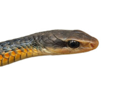 Keelback Snake photo 3
