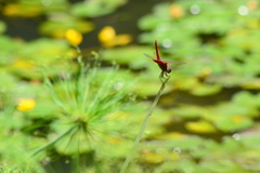 Urothemis signata yiei