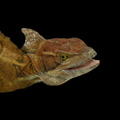 Common Basilisk photo 4