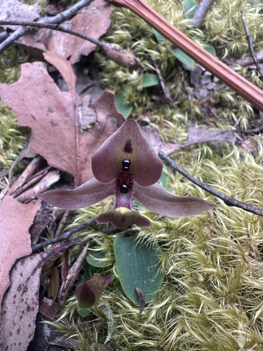 Image of Chiloglottis gunnii by (c) Ramit Singal, some rights reserved (CC BY)