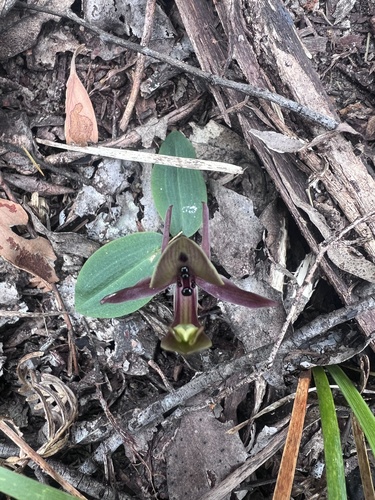 Image of Chiloglottis gunnii by (c) Ramit Singal, some rights reserved (CC BY)