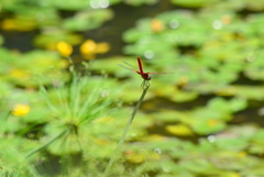 Urothemis signata yiei