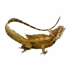 Common Basilisk photo 3
