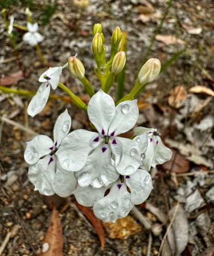 Image of Isotoma hypocrateriformis by (c) pimelea, some rights reserved (CC BY)