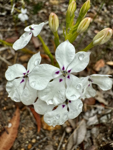 Image of Isotoma hypocrateriformis by (c) pimelea, some rights reserved (CC BY)