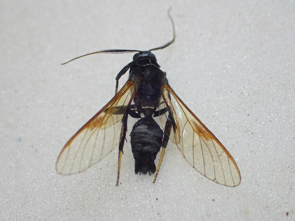 Pseudosphex eumenoides