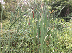 Typhaceae