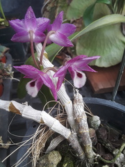Dendrobium parishii