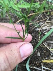 Polygala verticillata isocycla