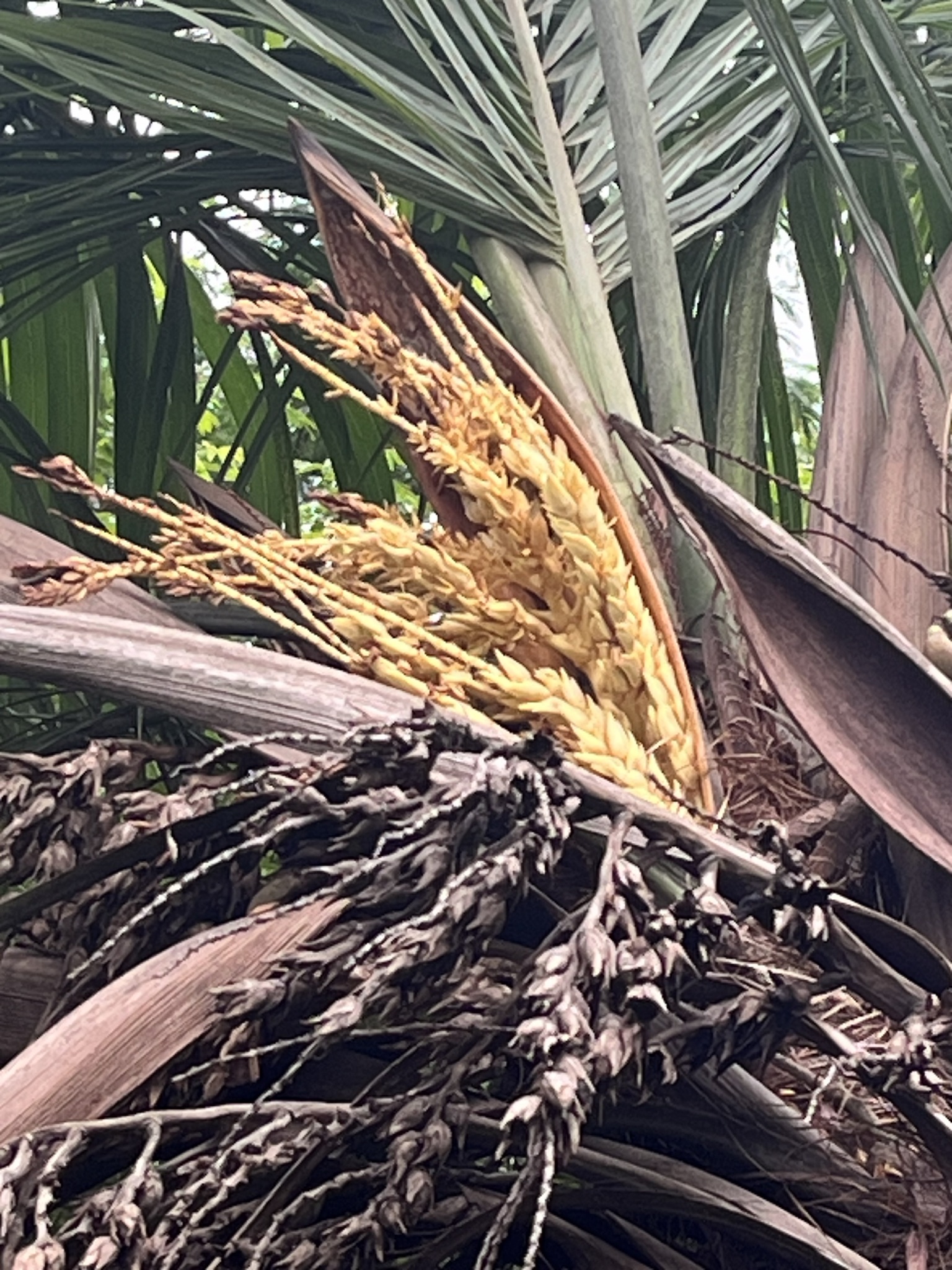 Imagem de Syagrus flexuosa (Mart.) Becc.