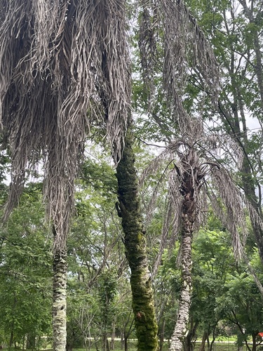 Foto de Syagrus flexuosa
