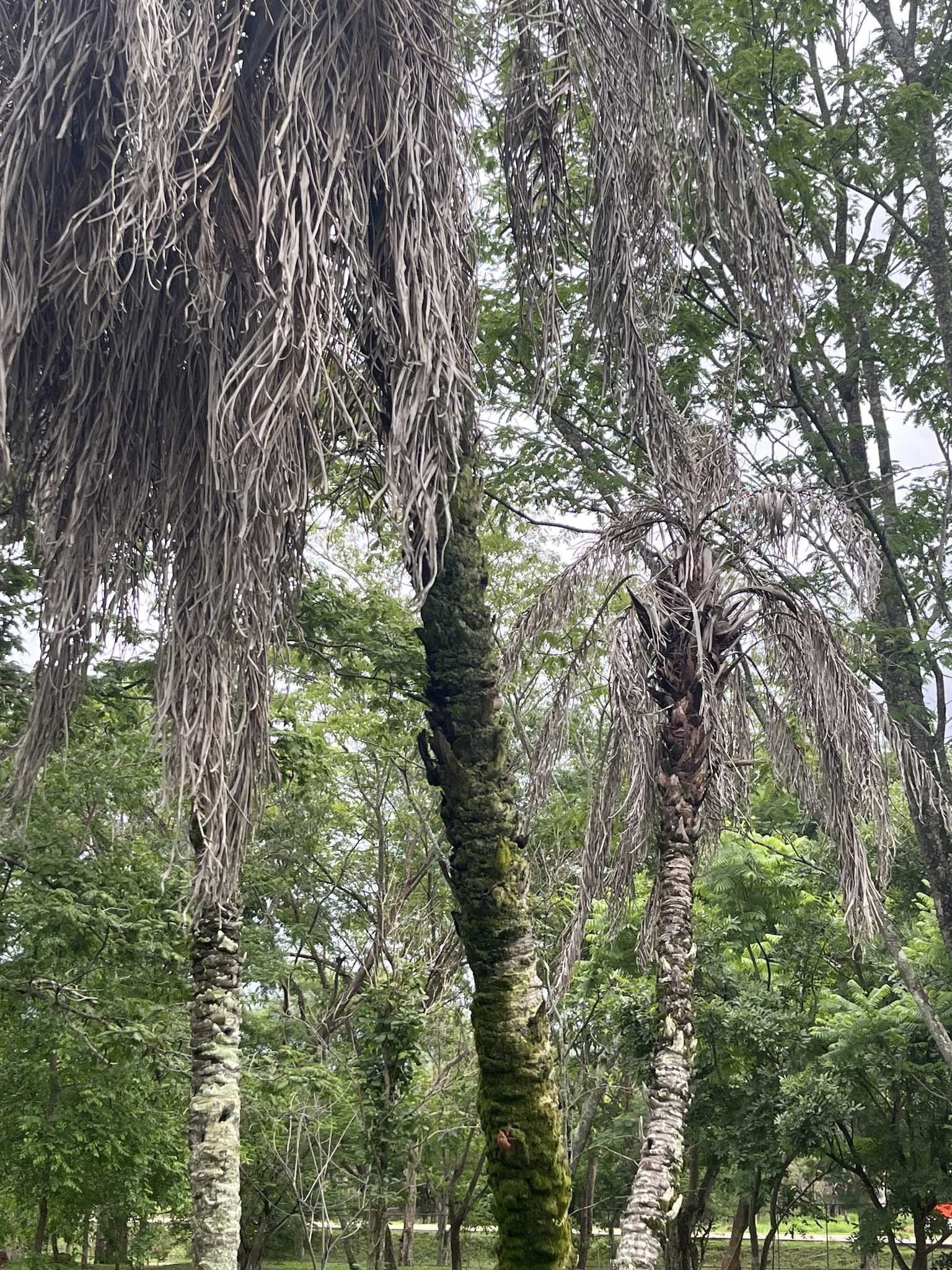 Imagem de Syagrus flexuosa (Mart.) Becc.