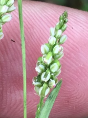 Polygala verticillata isocycla