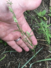 Polygala verticillata isocycla
