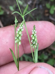 Polygala verticillata isocycla