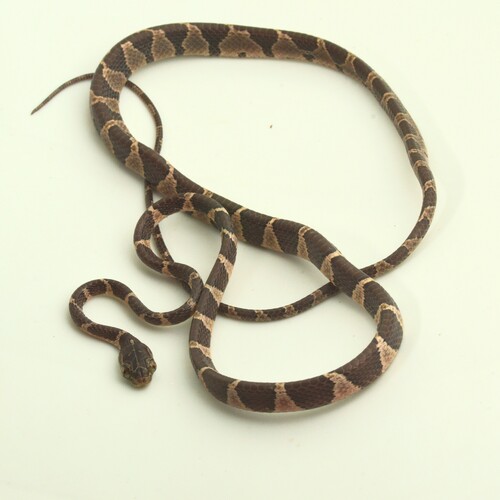Common Blunt-headed Tree Snake
