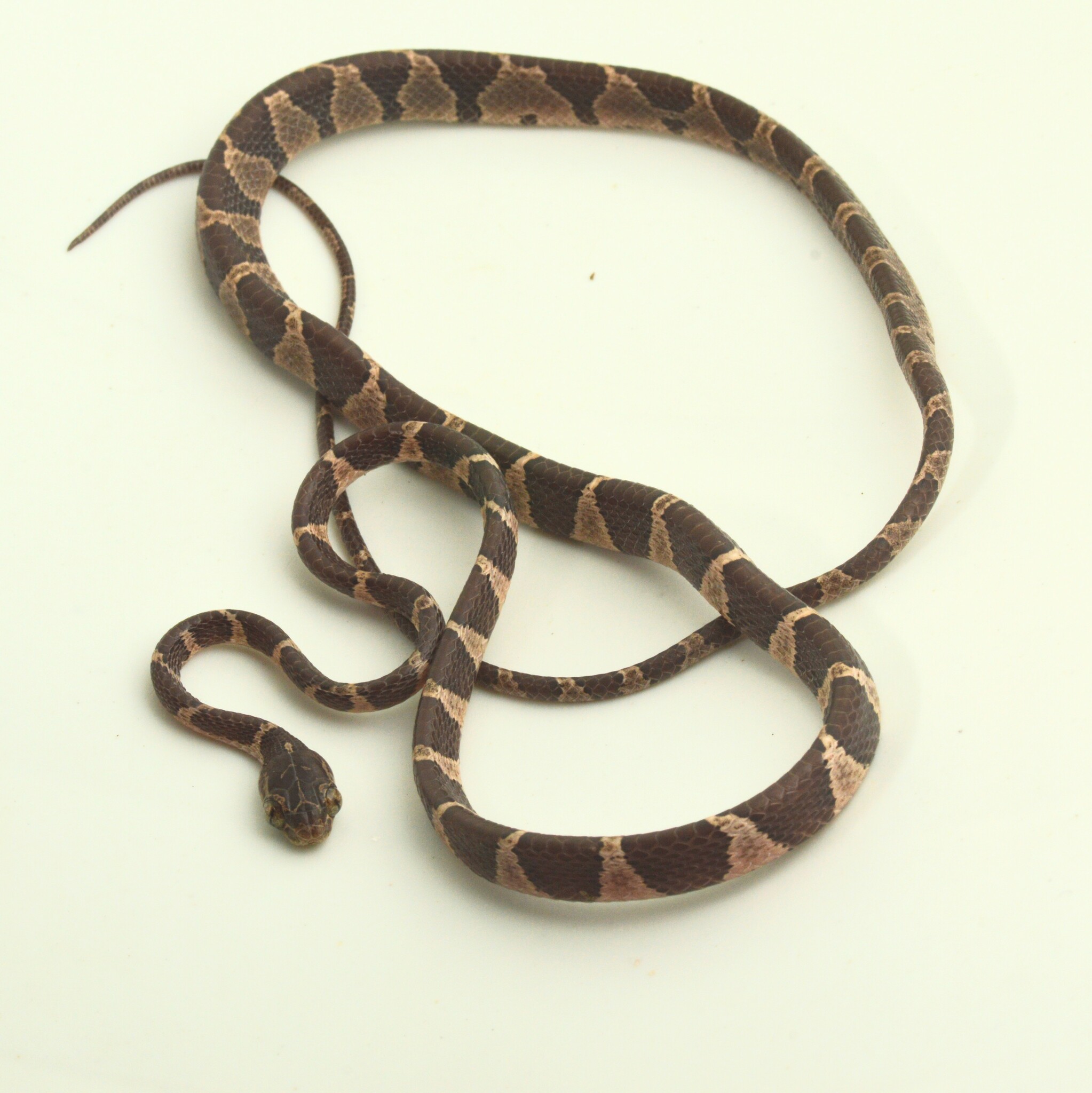 Common Blunt-headed Tree Snake (Imantodes cenchoa) · iNaturalist