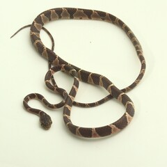 Blunt-Headed Treesnake photo 3