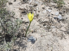 Zephyranthes longifolia