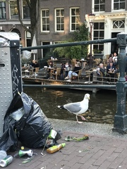 Larus argentatus
