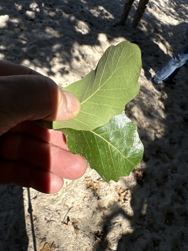 Quercus tuberculata
