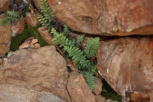 Asplenium cordatum (Asplenium cordatum)