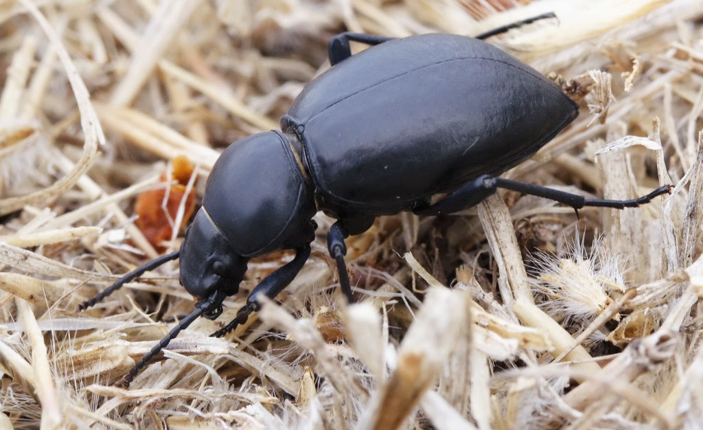 Tentyria grossa