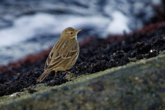 Eurasian Rock Pipit photo 5