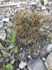 Coryphantha glanduligera