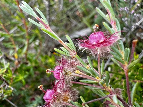 Image of Verticordia huegelii by (c) pimelea, some rights reserved (CC BY)