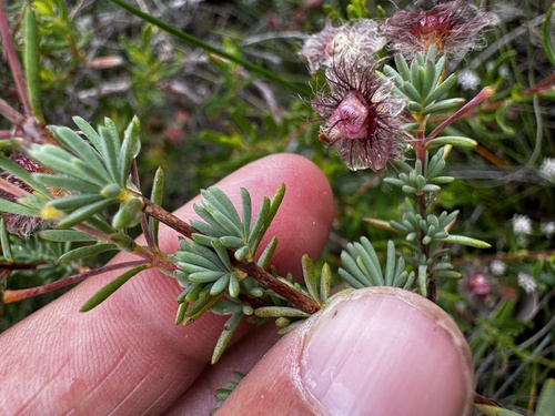 Image of Verticordia huegelii by (c) pimelea, some rights reserved (CC BY)
