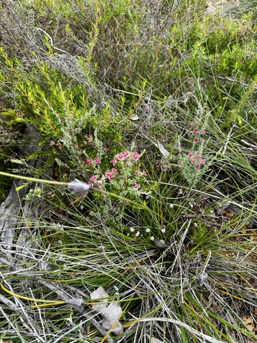 Image of Verticordia huegelii by (c) pimelea, some rights reserved (CC BY)