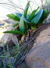 Haemanthus graniticus