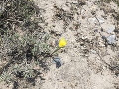 Zephyranthes longifolia
