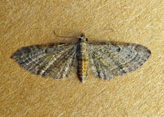 Eupithecia tenuiata