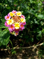 Lantana camara