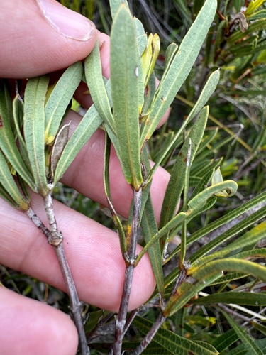 Image of Lambertia multiflora by (c) pimelea, some rights reserved (CC BY)