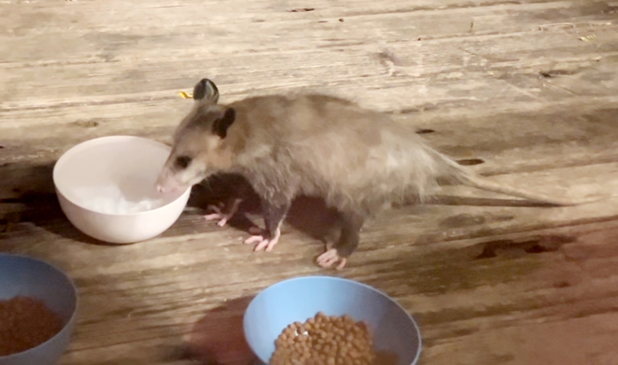 Didelphis virginiana<br>13 November, 2024