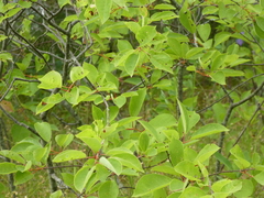 Wilsonomyces carpophilus