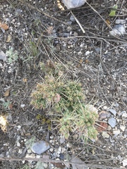 Cylindropuntieae