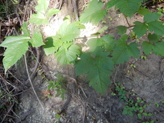 Toxicodendron radicans verrucosum