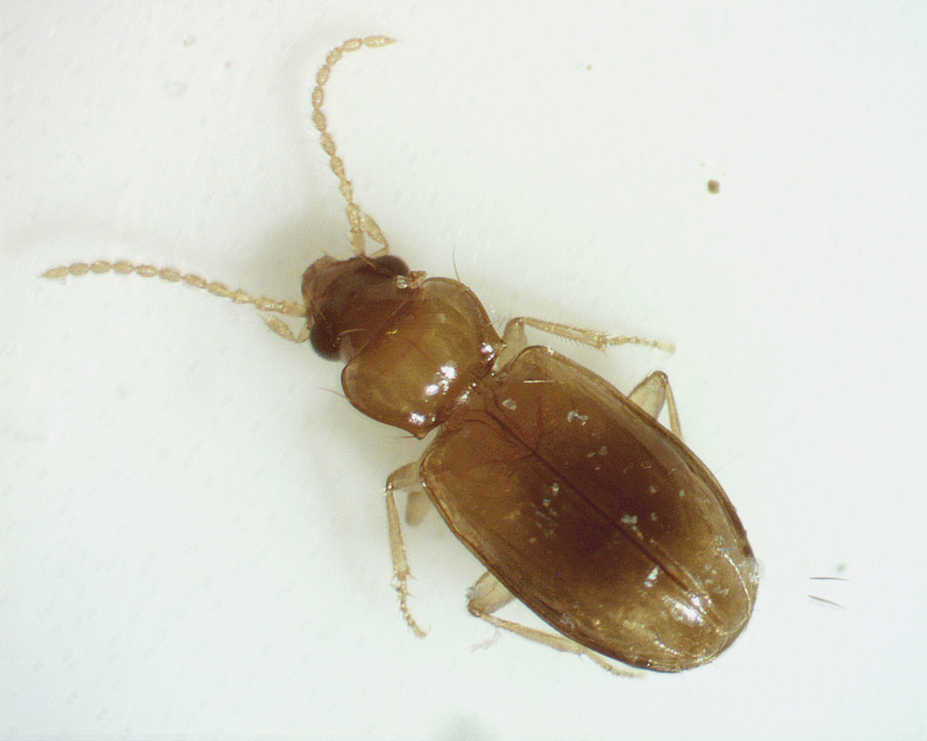 Tachys austinicus