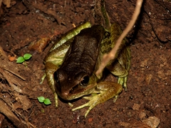 Lithobates maculatus